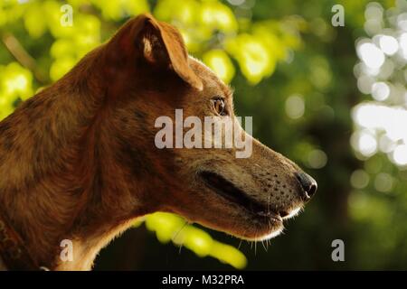 Chien sauvé Milo transférés au Royaume-Uni du Portugal Banque D'Images