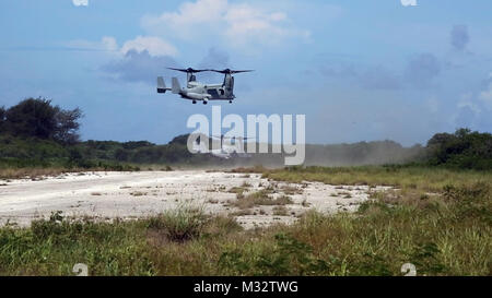 140920-M-AZ394-002 BAKER PISTE, Tinian, Îles Mariannes du Nord (sept. 20, 2014) - Deux MV-22B contenant de l'avion à rotors basculants Osprey fantassins marines près du champ nord Tinian le 20 septembre dans le cadre de la saisie de l'île partie de Valiant Shield en 2014. Les Marines à l'intérieur de l'avion est descendu et le Balbuzard a décollé avant les Marines ont fait leur façon de récupérer un composé qui a été capturé par les forces opposées, représenté par la Garde nationale de l'Armée de Guam de la Compagnie Alpha, 1er Bataillon, 294e Régiment d'infanterie. Les Ospreys sont avec l'escadron 265 à rotors basculants Support Marine, Marine Aircraft Group 36, Banque D'Images