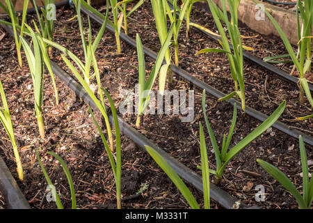 Au cours de l'hiver l'ail entouré de paille dans un jardin l'hiver en printemps à Issaquah, Washington, USA. Banque D'Images