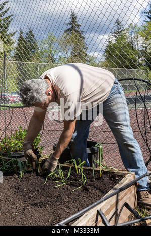 La plantation de l'ail l'homme commence dans un jardin lit dans Issaquah, Washington, USA Banque D'Images