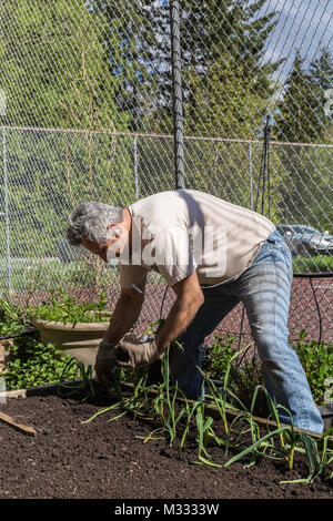 La plantation de l'ail l'homme commence dans un jardin lit dans Issaquah, Washington, USA Banque D'Images