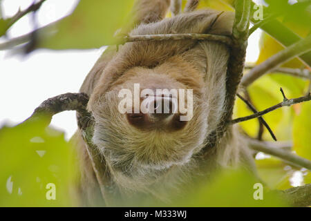 Hoffmann sauvages deux-toed Sloth endormi dans un arbre dans la forêt tropicale dans la région de Manuel Antonio National Park, province de Puntarenas, Costa Rica Banque D'Images
