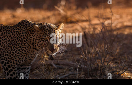 Close up of a leopard à Samburu , Afrique Banque D'Images