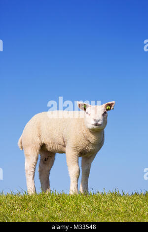 Un mignon petit agneau Texel dans l'herbe sur l'île de Texel aux Pays-Bas sur une journée ensoleillée. Banque D'Images