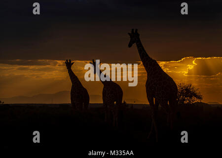 Girafe au coucher du soleil - Afrique - Kenya Samburu Banque D'Images