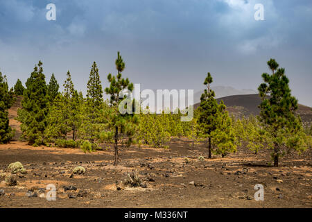 Forêt de conifères dans le parc Nation Teide avec montagnes en arrière-plan, Tenerife, Espagne, Europe Banque D'Images