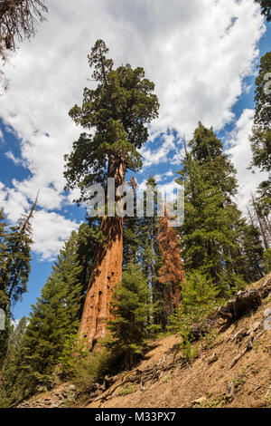 Le Séquoia géant, Sequoia National Park, Californie Banque D'Images
