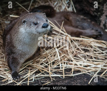 Loutre mignon isolé avec beaucoup d'espace pour copier. Banque D'Images