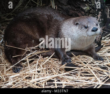 Loutre mignon isolé avec beaucoup d'espace pour copier. Banque D'Images