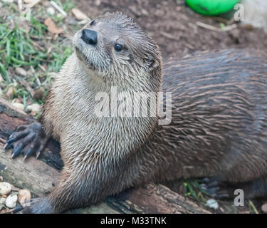 Loutre mignon isolé avec beaucoup d'espace pour copier. Banque D'Images