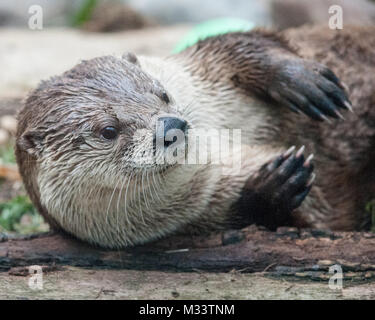 Loutre mignon isolé avec beaucoup d'espace pour copier. Banque D'Images