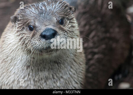 Loutre mignon isolé avec beaucoup d'espace pour copier. Banque D'Images