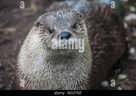 Loutre mignon isolé avec beaucoup d'espace pour copier. Banque D'Images