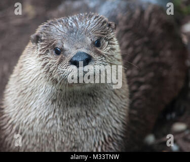 Loutre mignon isolé avec beaucoup d'espace pour copier. Banque D'Images