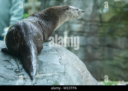 Loutre mignon isolé avec beaucoup d'espace pour copier. Banque D'Images