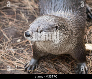 Loutre mignon isolé avec beaucoup d'espace pour copier. Banque D'Images