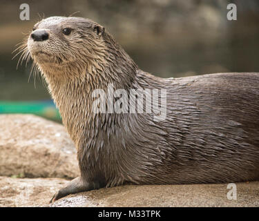 Loutre mignon isolé avec beaucoup d'espace pour copier. Banque D'Images