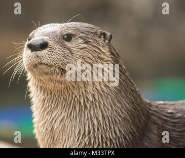 Loutre mignon isolé avec beaucoup d'espace pour copier. Banque D'Images