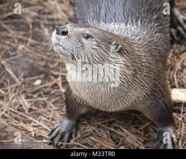 Loutre mignon isolé avec beaucoup d'espace pour copier. Banque D'Images