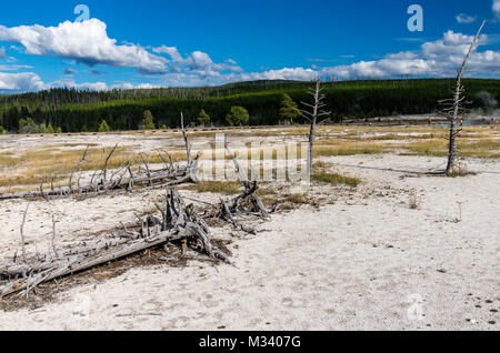 Arbres morts illustrent l'environnement difficile dans un geyser basin. Le Parc National de Yellowstone, Wyoming, USA Banque D'Images