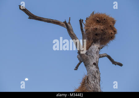 Sociable weaver nichent dans un arbre, Etosha National Park, Namibie Banque D'Images