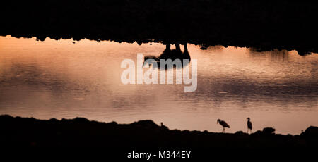 Réflexion d'un rhinocéros noir à un étang, Etosha National Park, Namibie Banque D'Images