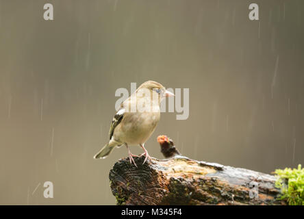 Chaffinch femelle percher sur un journal sous la pluie avec arrière-plan flou, paysage Banque D'Images