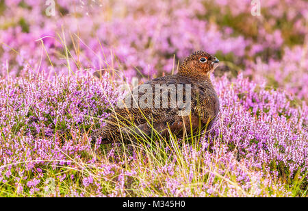 Lagopède des saules en violet Heather sur Yorkshire Grouse Moor, UK Banque D'Images