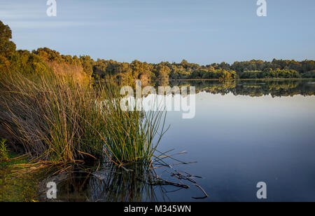 Lac de Yanchep, Parc National de Yanchep, Perth, Australie occidentale, Australie Banque D'Images