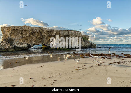 Les oiseaux sur deux rochers plage, Perth, Western Australia, Australia Banque D'Images