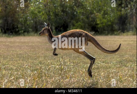 Kangourou gris de l'Ouest (Macropus fuliginosus) saut, Parc National de Yanchep, Western Australia, Australia Banque D'Images