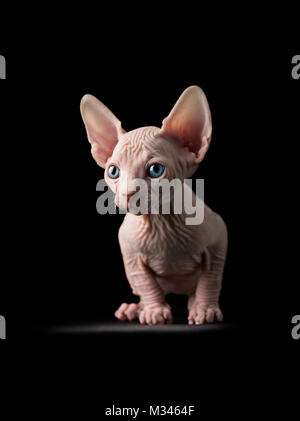 Portrait d'un chat sphynx Banque D'Images