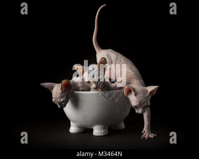 Trois chatons sphynx dans un bol Banque D'Images