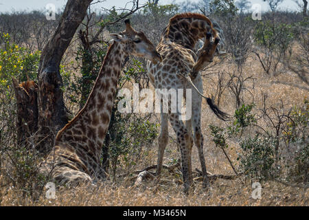 Girafe Girafe femelle et veau, Kruger National Park, Mpumalanga, Afrique du Sud Banque D'Images