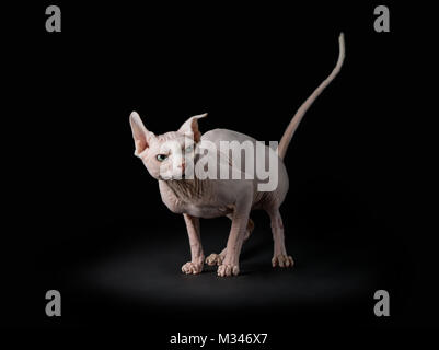 Portrait d'un chat Sphynx Banque D'Images