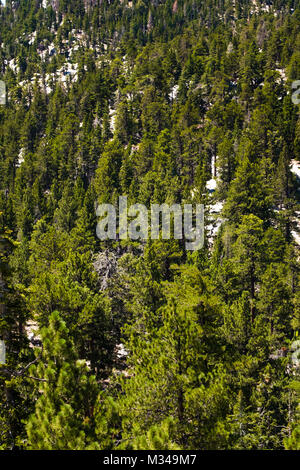 Forêt du Mont San Jacinto à Palm Desert, Californie, USA. Août 2017. Banque D'Images