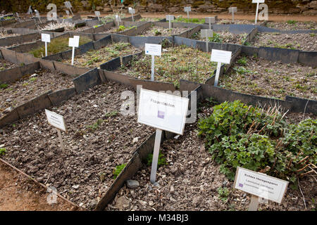 Les plantes médicinales contre les femmes souffrent, monastère cistercien de l'abbaye de Marienstatt, Streithausen, Rhénanie-Palatinat, Allemagne, Europe Banque D'Images