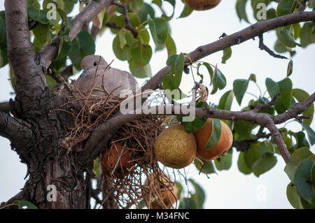 Thug oiseau dans nid dans un poirier Banque D'Images