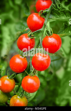 Close up sur les tomates cerises dans un potager en pleine croissance Banque D'Images