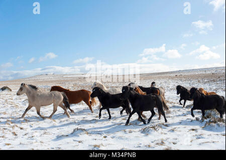 Builth Wells, Powys, au Royaume-Uni. Feb 9, 2018. Météo britannique. Hardy Welsh Mountain poneys sont vus dans un paysage hivernal sur le Mynydd Epynt gamme près de Builth Wells dans Powys, après une chute de neige la nuit dernière. Credit : Crédit : Graham M. Lawrence/Alamy Live News Banque D'Images