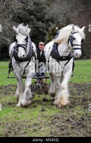 Ruskin Park, Londres. Feb 9, 2018. Champion irlandais Tom Nixon laboureur laboure la zone de culture du blé du patrimoine à Ruskin Park en utilisant shire chevaux. Crédit : Michael Preston/Alamy Live News Banque D'Images