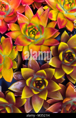 Orange, couleur jaune, brun, rouge et marron les succulentes photographiés d'en haut. Banque D'Images