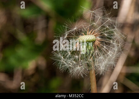 Le pissenlit officinal, Taraxacum officinale Banque D'Images