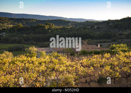 Les vignes avec feuilles de changer à l'automne au premier plan et un toit de tuiles et de collines couvertes de vert des arbres en arrière-plan. Banque D'Images