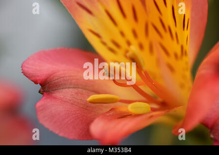 Alstroemeria Banque D'Images