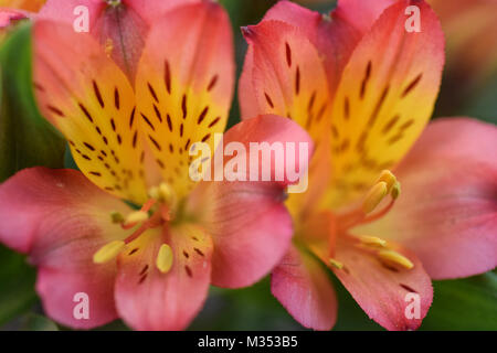 Alstroemeria Banque D'Images