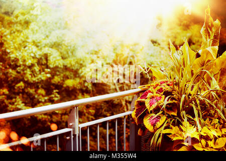 L'automne beau balcon et terrasse avec des plantes sunbeam du green nature background Banque D'Images