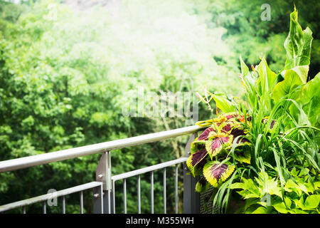 Beau balcon et terrasse avec des plantes sunbeam du green nature background Banque D'Images