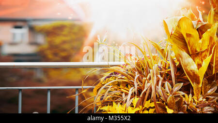 Automne Balcon et terrasse avec des plantes au fond de la ville sunbeam Banque D'Images