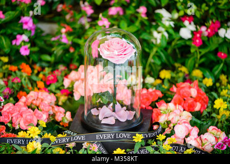 La rose éternelle roses dans la fiole sur le jardin Banque D'Images